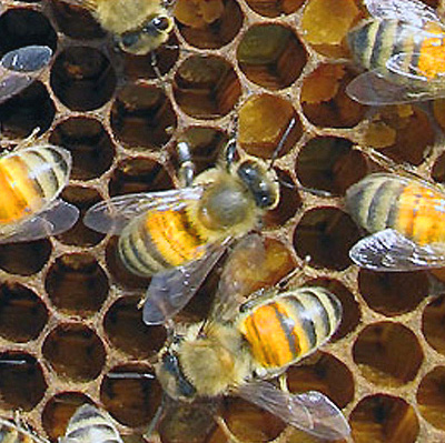 кубанские, северокавказские или кавказские широколапые пчелы