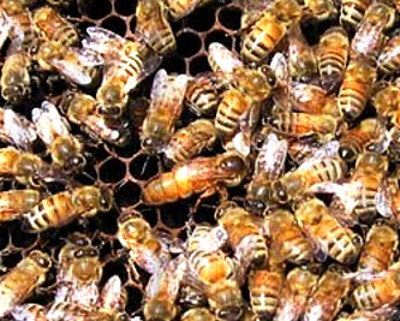 итальянские пчелы