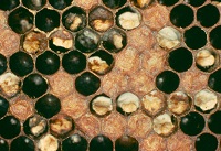 Аскосфероз (известковый расплод) - инфекционная болезнь пчел