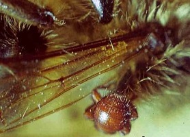 Браулез- инвазионная болезнь пчел