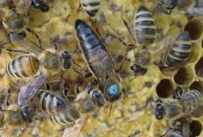 развитие пчелиной семьи