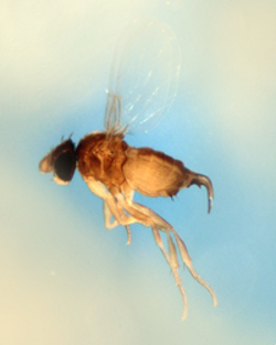 муха-горбунья - враг пчел