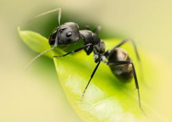 муравьи - враги пчел
