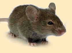 борьба с мышами