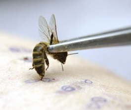 получение пчелиного яда