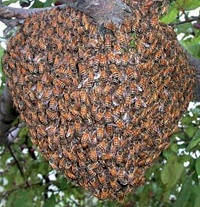 роение пчел