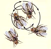 круговой танец пчел