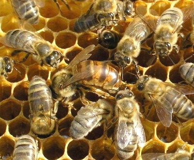 украинские степные пчелы